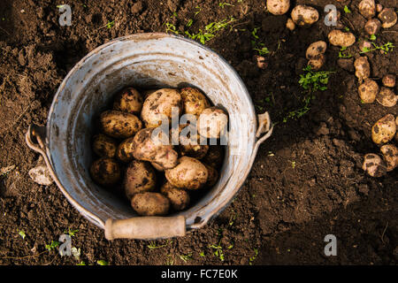 Benna di patate in giardino Foto Stock