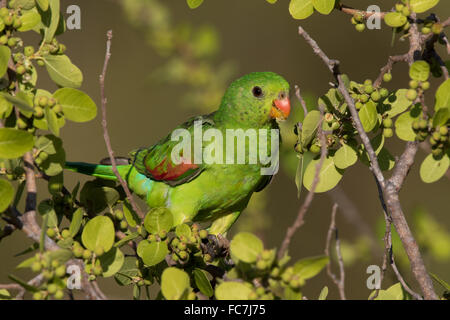 Femmina rosso-winged Parrot (Aprosmictus erythropterus) Foto Stock