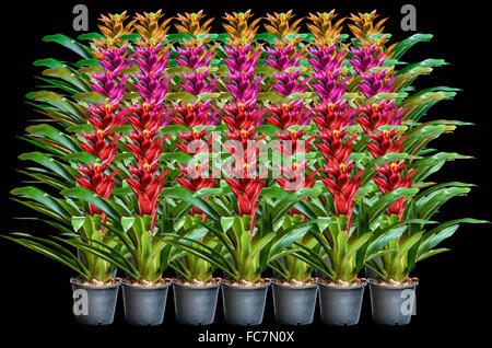 Muti il colore di fioritura della pianta guzmania in plastica vaso di fiori su sfondo nero Foto Stock