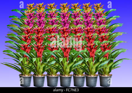 Muti il colore di fioritura della pianta guzmania su sfondo viola Foto Stock