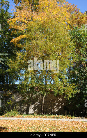 Quercia del Libano Foto Stock