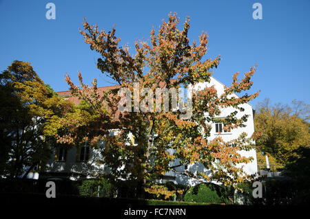 Albero di colomba Foto Stock