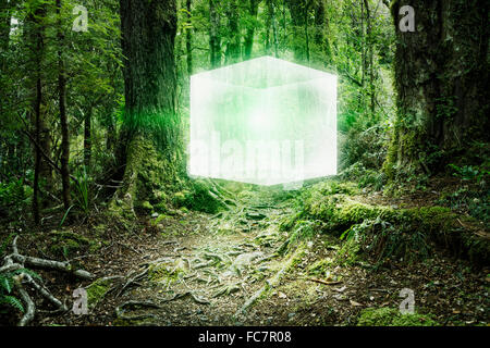 Cubo incandescente galleggiante nella foresta Foto Stock