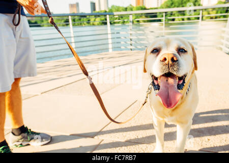 Uomo caucasico cane a piedi all'aperto Foto Stock