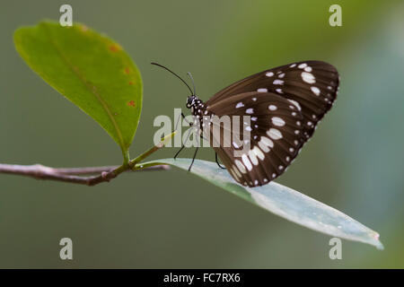 Il corvo comune Butterfly (Euploea core) Foto Stock