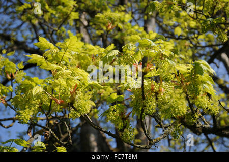 Leopoldii sycamore maple Foto Stock