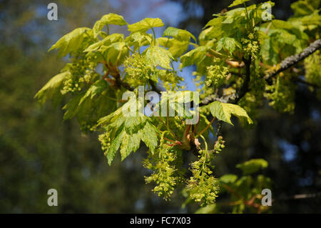 Leopoldii sycamore maple Foto Stock
