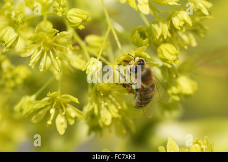 Acero di Norvegia Foto Stock