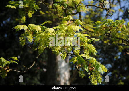 Leopoldii sycamore maple Foto Stock