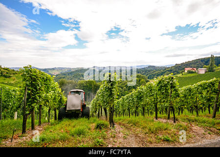 Vigneto con i vitigni prima del raccolto in autunno, sud della Stiria Austria Europa Foto Stock