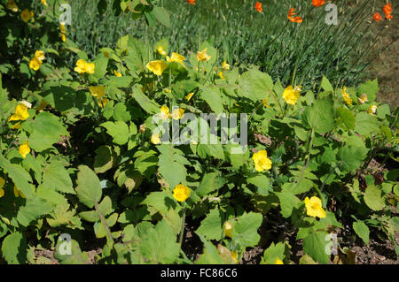 Celandine cinese di semi di papavero Foto Stock