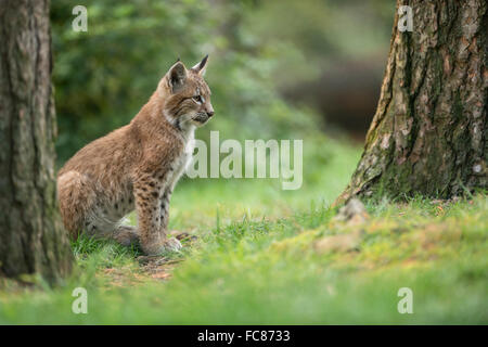 Eurasian Lynx / Eurasischer Luchs ( Lynx lynx ), giovani cub, siede in erba sotto gli alberi, sembra concentrato. Foto Stock