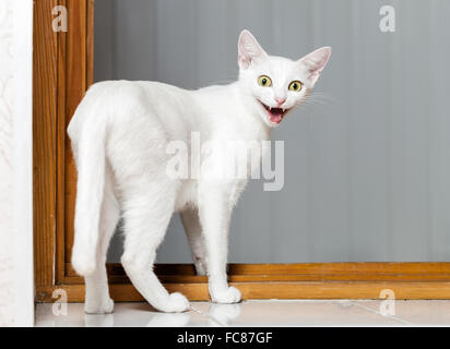 Gatto pazzo divertente Foto Stock
