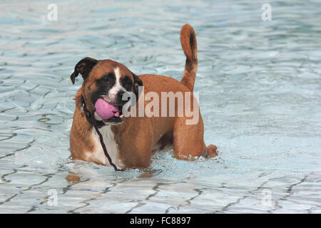 Mixed-razza cane Boxer (x ?) in una piscina pubblica, il recupero di un pallone. Germania Foto Stock