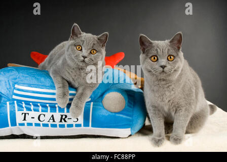 British Shorthair. Due gatti su una accanto a un letto di pet. Germania Foto Stock