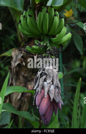 Costa Rica la famigerata il commercio della banana Foto Stock