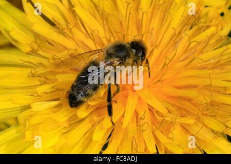 The flowers of the dandelion (Taraxacum officinale) are often visited by honesbees. They offer the honeybees lots of nectar and pollen. Kleinschmalkalden, Thueringia, Germany, Europe Date: May 13, 2015 Foto Stock