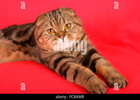 Scottish Fold. Gatto adulto giacente su una coperta di rosso. Germania Foto Stock
