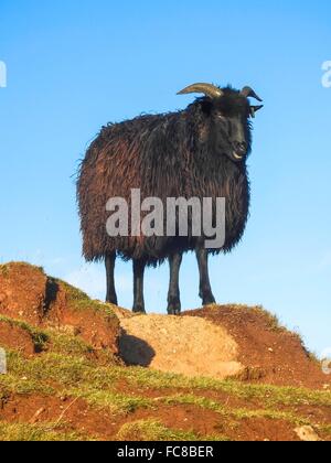 Pecore su isola di Helgoland, dicembre 2015 Foto Stock