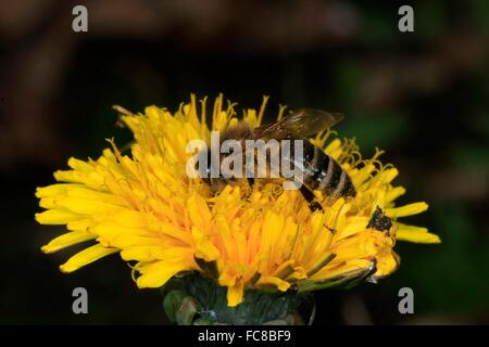 The flowers of the dandelion (Taraxacum officinale) are often visited by honesbees. They offer the honeybees lots of nectar and a protein-rich pollen, they need in particular for brood rearing. Foto Stock
