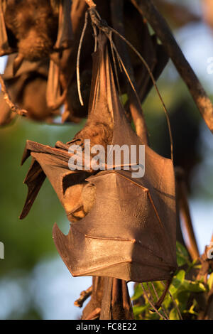 Little Red Flying Fox (Pteropus alecto) di pulizia le sue ali Foto Stock