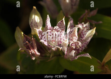 Il rospo giapponese lily Foto Stock