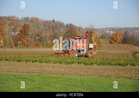 La barbabietola da zucchero, trincia semovente Foto Stock