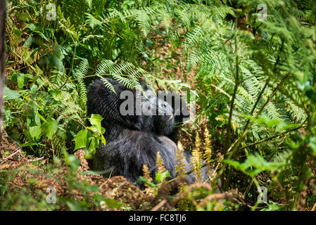 I gorilla di montagna, e Bwindi montagne Virunga, Uganda, Africa Foto Stock