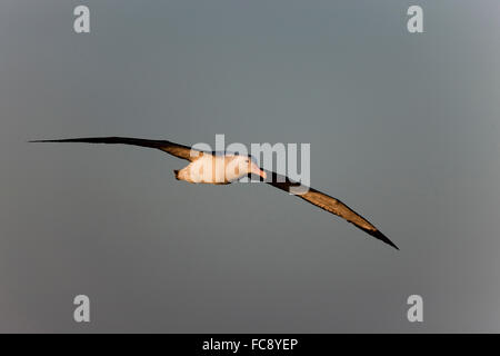 Gibson Albatross (Diomedea antipodensis gibsoni) in volo . Antarktis. Kein Exklusivverkauf moeglich Foto Stock