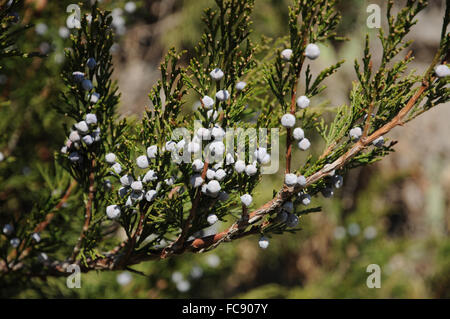 Eastern Red Cedar Foto Stock