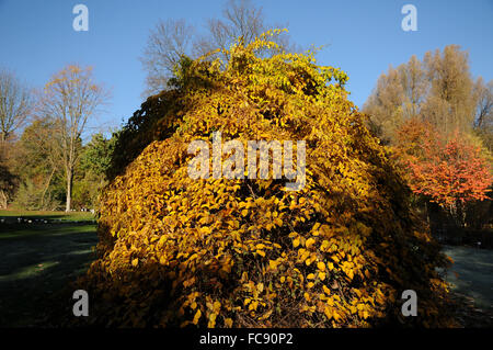 Hardy kiwi Foto Stock