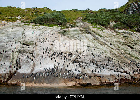 Insidie Pinguin (Eudyptes robustus). Penguin pendenza, utilizzato dagli uccelli di entrare e di lasciare l'isola. Isole Snares, nuovo Foto Stock