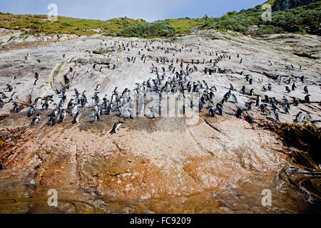 Insidie Pinguin (Eudyptes robustus). Penguin pendenza, utilizzato dagli uccelli di entrare e di lasciare l'isola. Isole Snares, nuovo Foto Stock