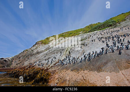 Insidie Pinguin (Eudyptes robustus). Penguin pendenza, utilizzato dagli uccelli di entrare e di lasciare l'isola. Isole Snares, nuovo Foto Stock