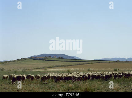 Spagna. Extremadura. Allevamento di pecore. La Serena regione. Provincia di Badajoz. Foto Stock