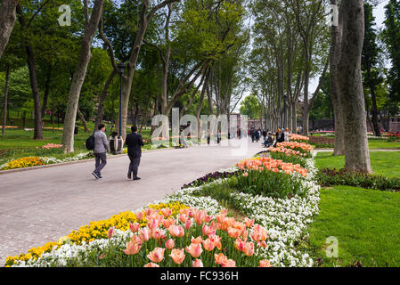 I tulipani in Gulhane Park (parco Rosehouse), Istanbul, Turchia, Europa Foto Stock