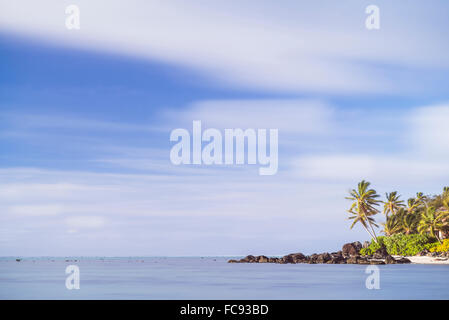 Palm tree lunga esposizione, muri, Rarotonga Isole Cook, South Pacific Pacific Foto Stock