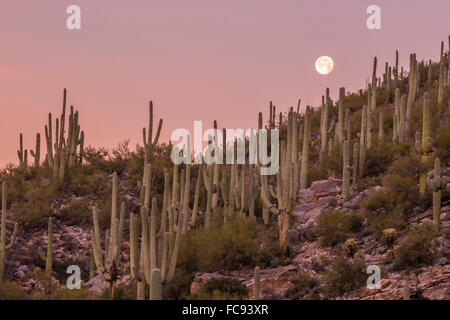 Giant cactus Saguaro (Carnegiea gigantea), sotto la luna piena in Catalina Mountains, Tucson, Arizona, Stati Uniti d'America Foto Stock