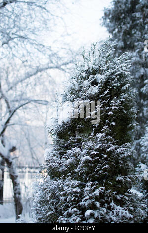 Piccolo thuja coperti con show. La sfocatura sullo sfondo Foto Stock