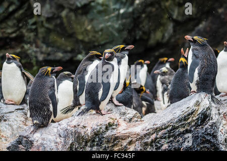 Maccheroni penguin (Eudyptes chrysolophus) colonia di allevamento in Cooper Bay, Georgia del Sud, UK Overseas protettorato, regioni polari Foto Stock