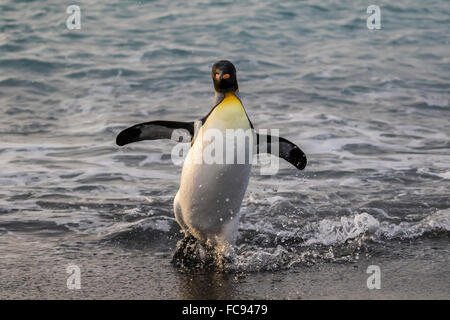 Pinguino reale (Aptenodytes patagonicus) di ritorno dal mare al Porto di oro, Georgia del Sud e le regioni polari Foto Stock