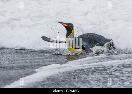 Adulto pinguino reale (Aptenodytes patagonicus) di ritorno dal mare a St Andrews Bay, Georgia del Sud e le regioni polari Foto Stock