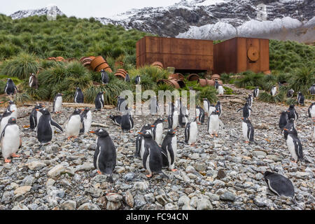 I pinguini di Gentoo (Pygoscelis papua) tra abbandonate attrezzature di caccia alle balene a Godthul, Georgia del Sud e le regioni polari Foto Stock