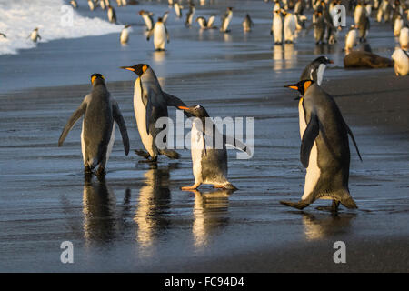 Pinguino Gentoo (Pygoscelis papua), tra re pinguini sulla spiaggia di Porto Oro, Georgia del Sud e le regioni polari Foto Stock