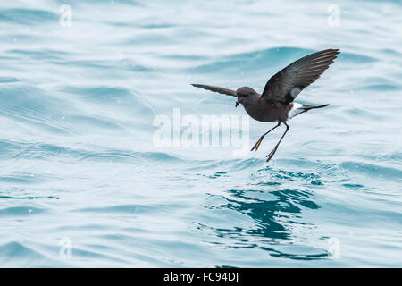 Adulto di Wilson storm petrel (Oceanites oceanicus), alimentazione di superficie a Grytviken, Georgia del Sud e le regioni polari Foto Stock