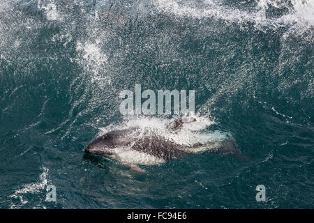 Adulto Peale i delfini (Lagenorhynchus australis) in condizioni di mare grosso vicino alla nuova isola riserva naturale nelle Isole Falkland Foto Stock