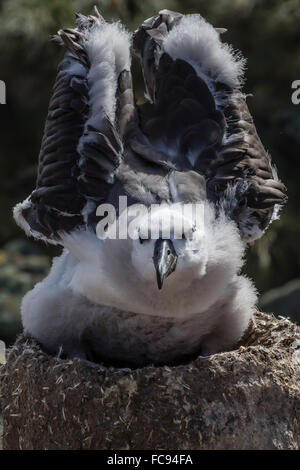 Nero-browed albatross (Thalassarche melanophris) test di pulcino le sue ali nella nuova isola riserva naturale nelle Isole Falkland Foto Stock