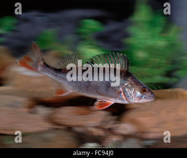 Unione Pesce persico (Perca fluviatilis) sotto l'acqua. Germania Foto Stock