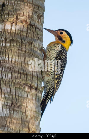 Campo sfarfallio (Colaptes campestris), all'interno di Iguazu Falls National Park, Misiones, Argentina, Sud America Foto Stock