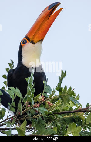 Trasduttore Toco toucan (Ramphastos toco), alimentando all'interno di Iguazu Falls National Park, Misiones, Argentina, Sud America Foto Stock